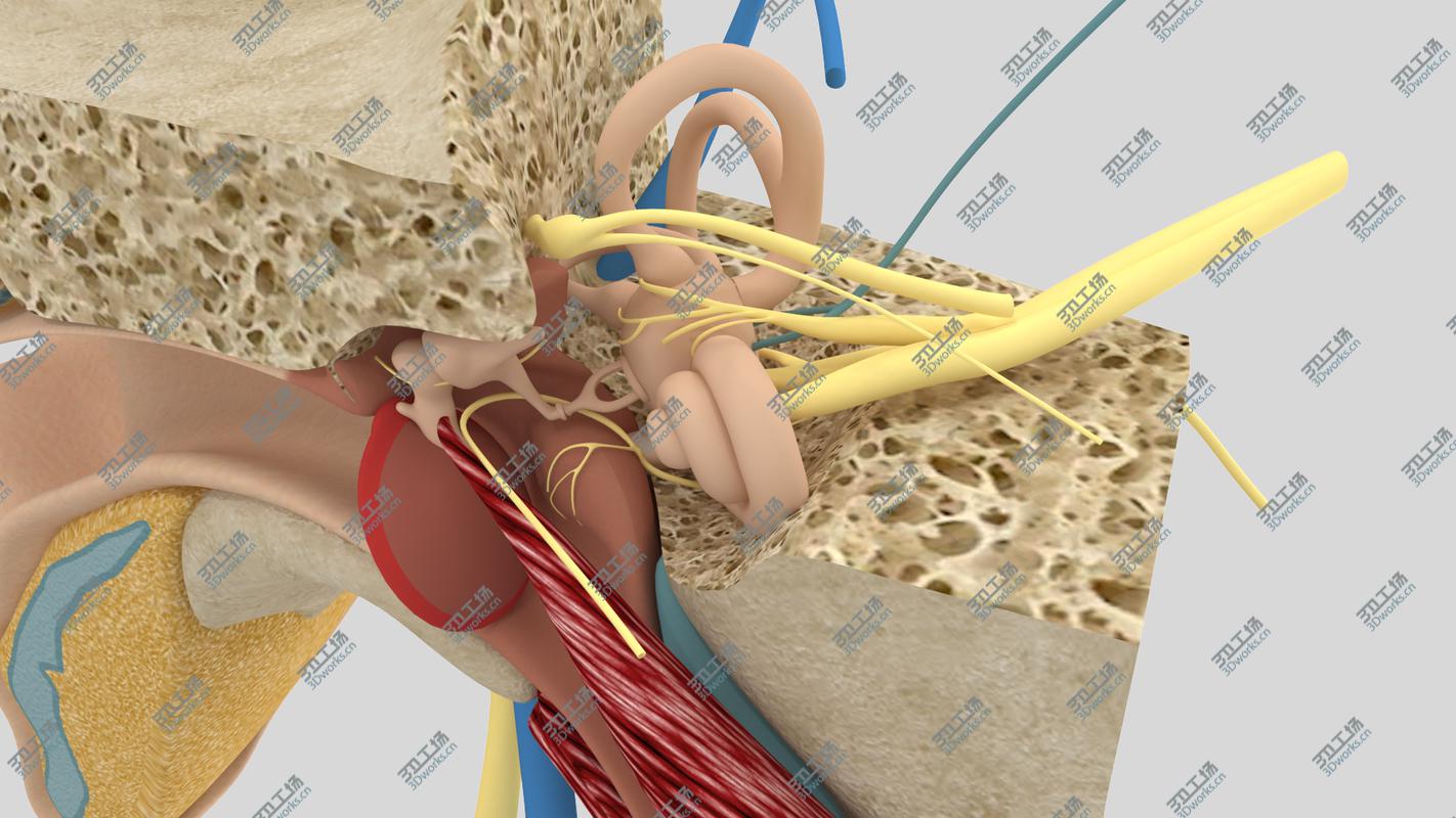 images/goods_img/202104022/Ear Anatomy/3.jpg